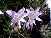 Habranthus martinezii x robustus